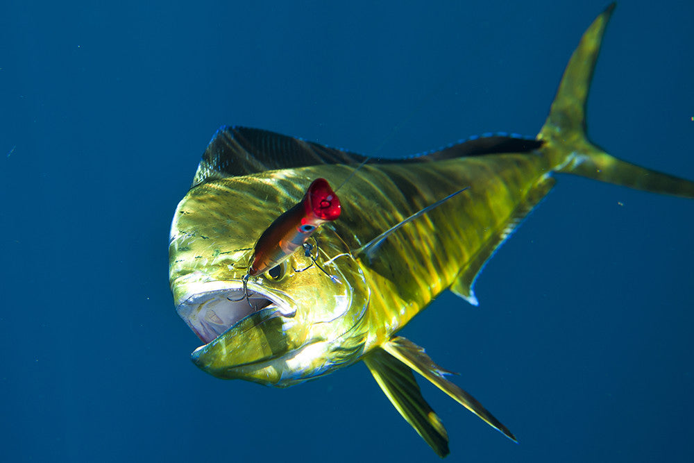 Pop off the Top! Catch more fish – Halco Lures USA